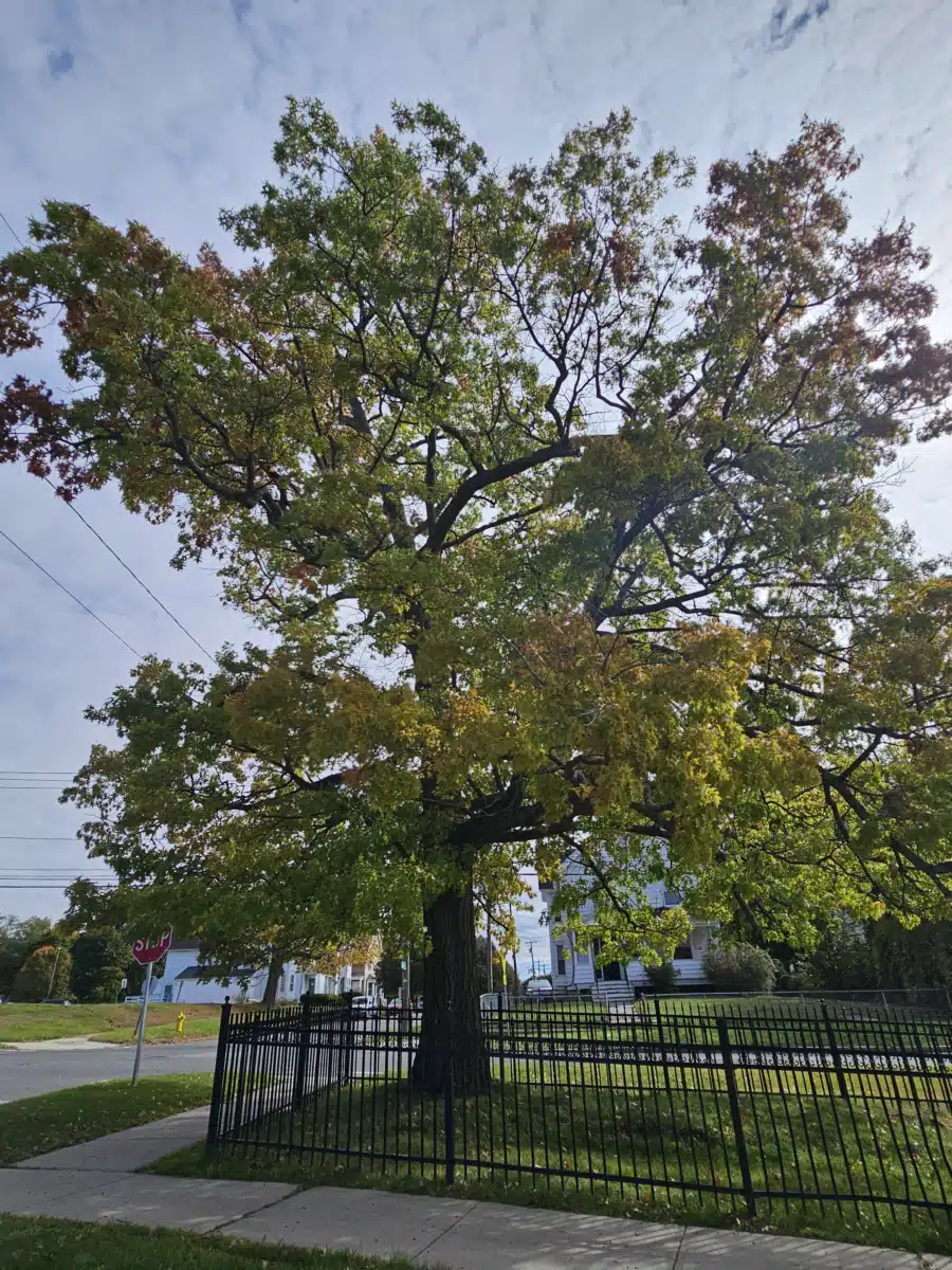 Berkshire Medical Center - Thumbnail 7