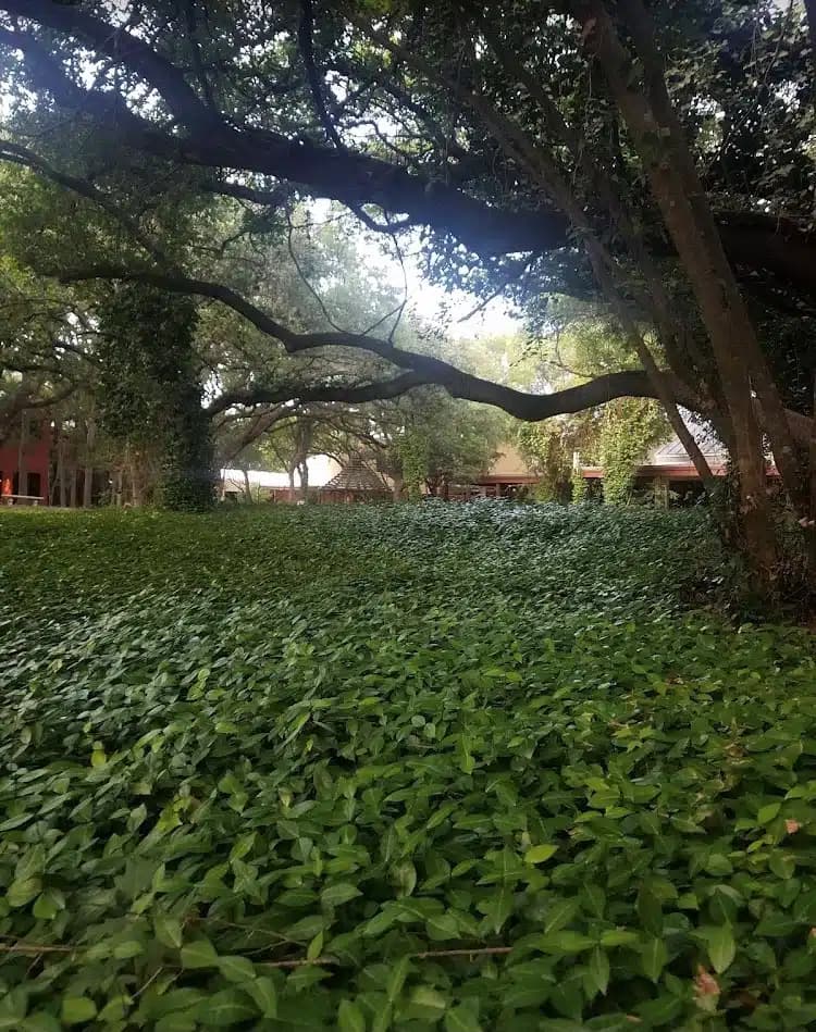 Blue Heron Recovery - Thumbnail 10