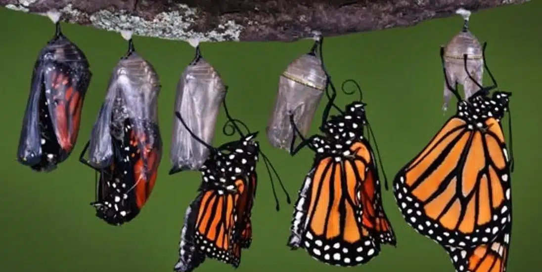 Chrysalis Treatment Center Inc - Thumbnail 5