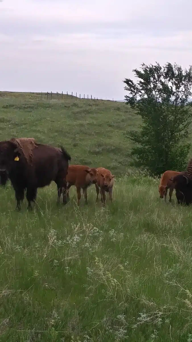 New Dawn Enterprises - Thumbnail 4