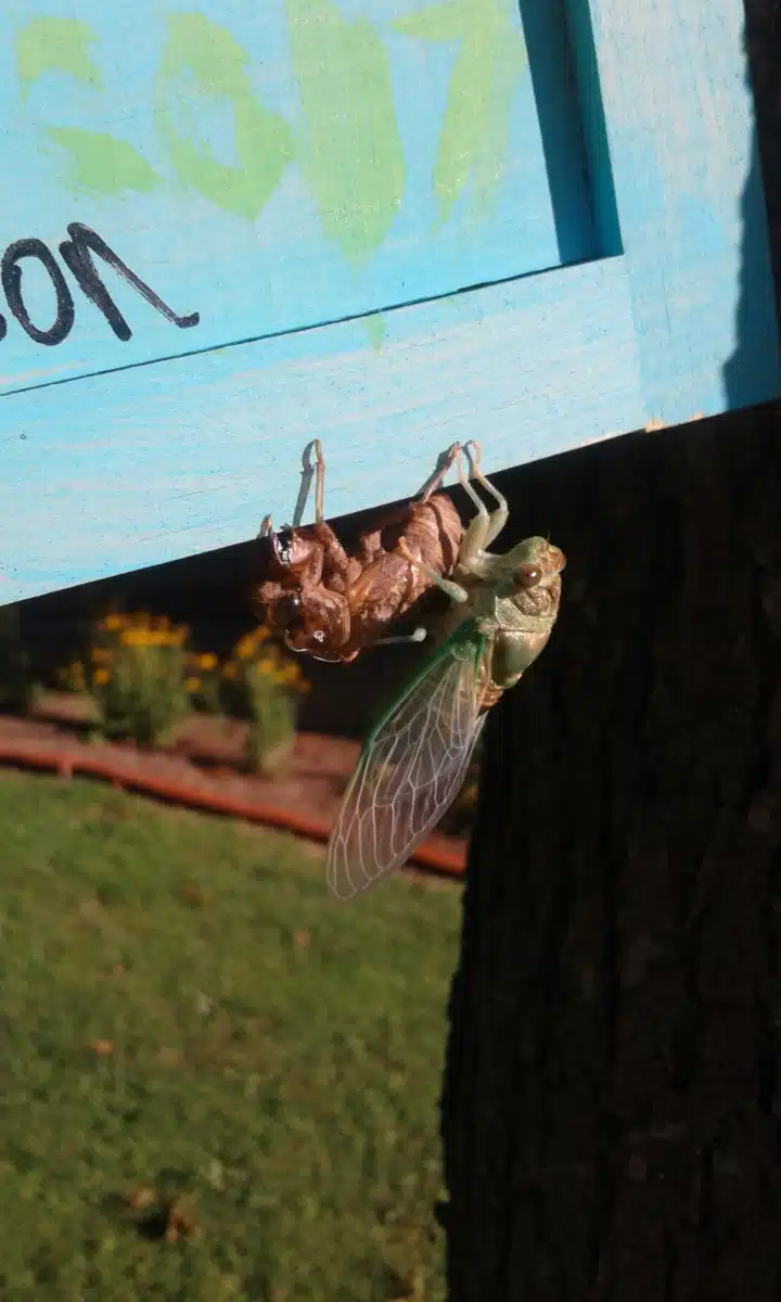 Next Step Foundation Inc - Thumbnail 9