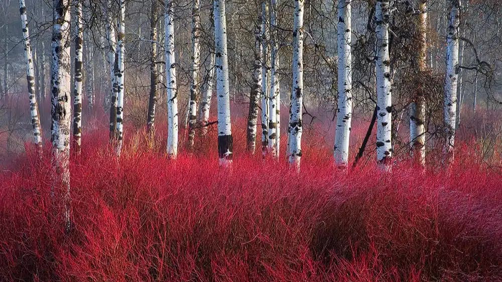 Red Willow Counseling and Recovery - Thumbnail 5