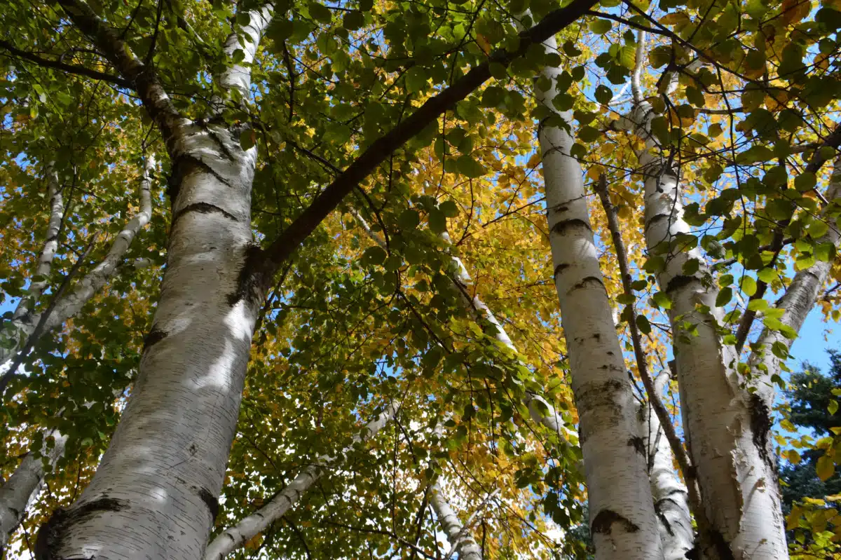 Retreat at White Birch - Thumbnail 5