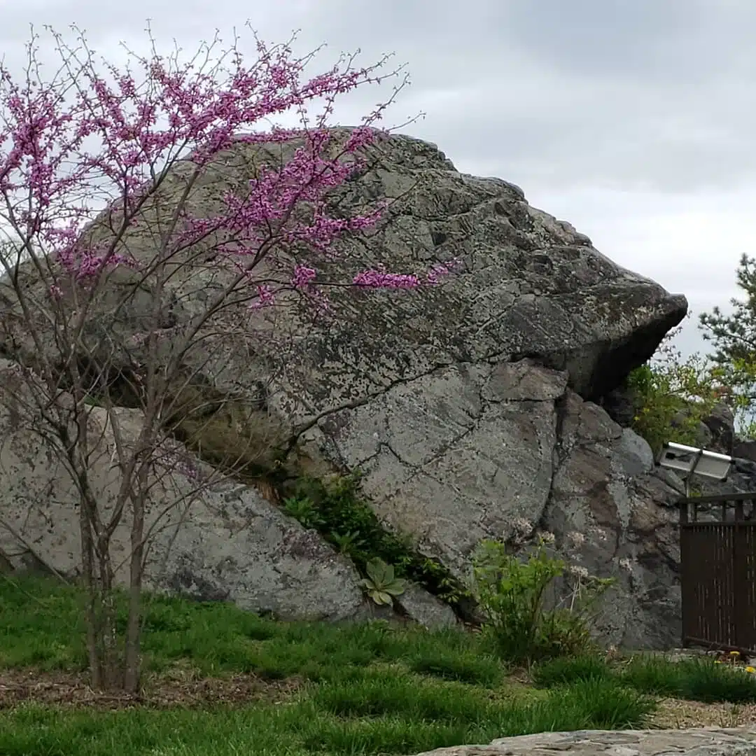 Saint Anthonys - Thumbnail 5