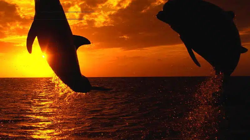 Searsport Counseling Associates