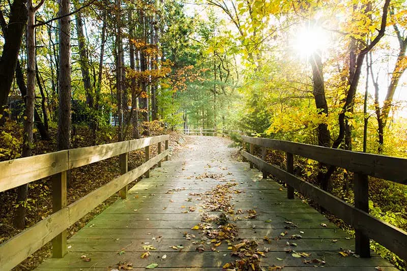 Skywood Recovery - Thumbnail 4