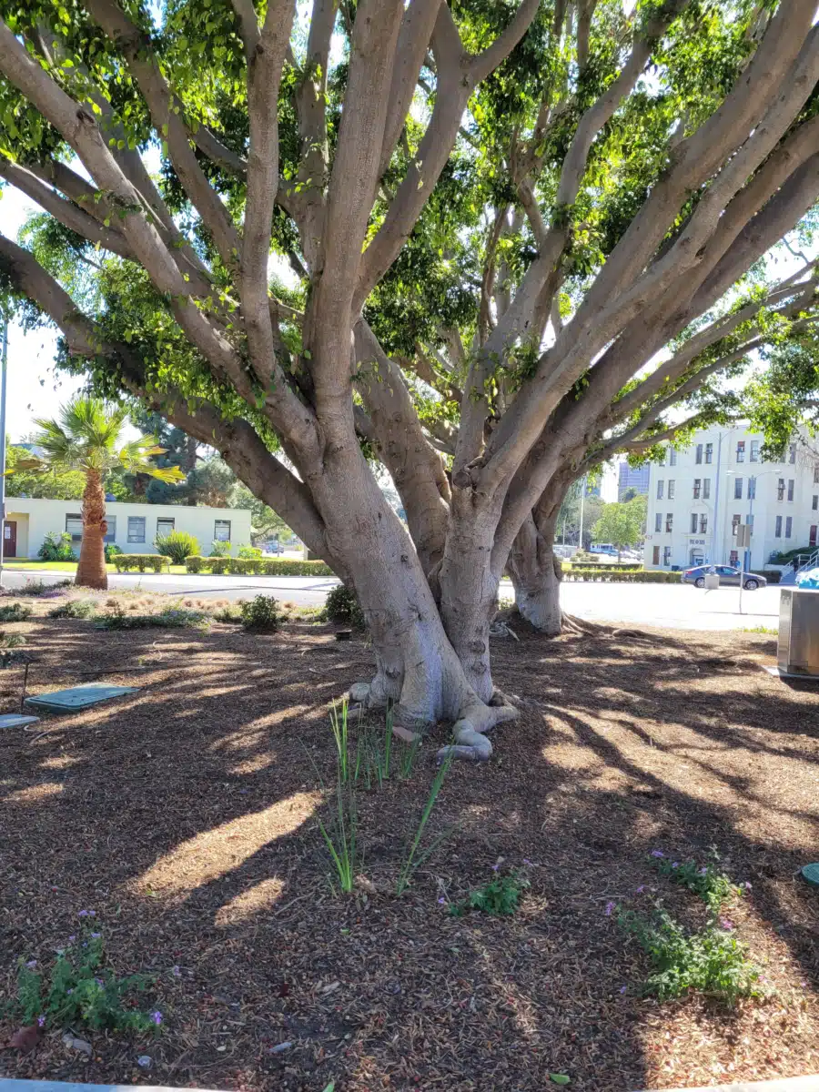 VA Greater LA Healthcare Systems - Thumbnail 4