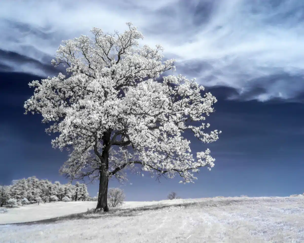 White Tree Medical - Thumbnail 7